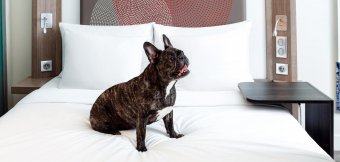 Accommodation with pets: Photo 1