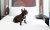 Accommodation with pets